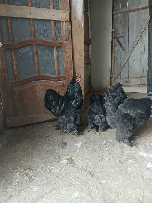Чистокровные чёрные Брама