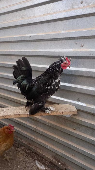 Карликовые Петушки