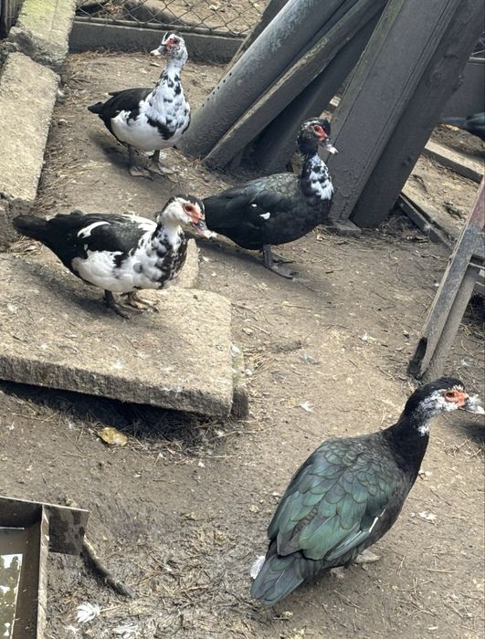 Vand rate/ratoi  mute