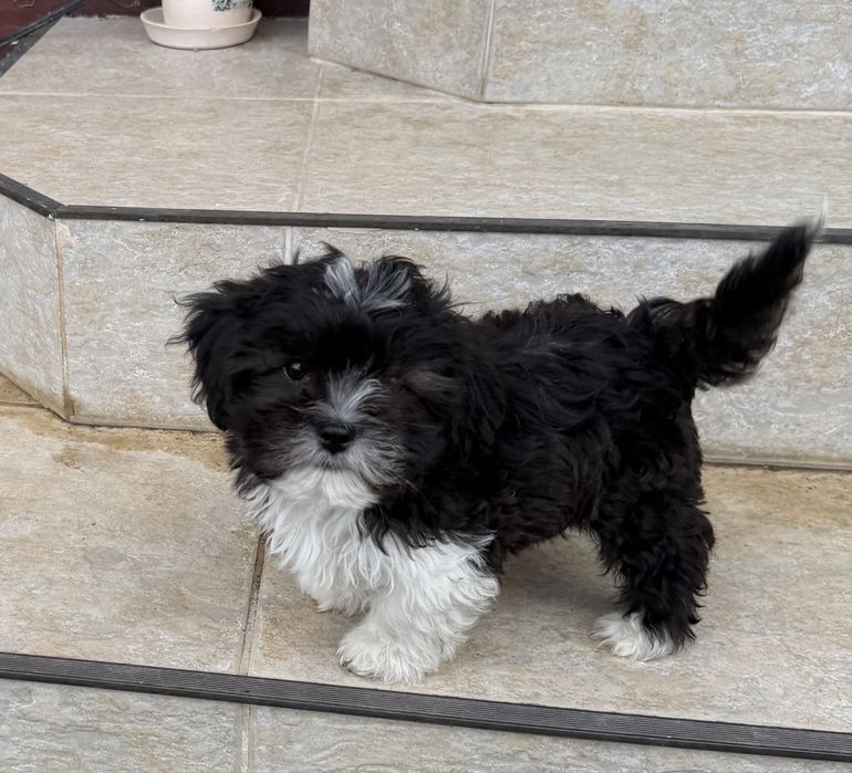 Bichon havanez baietel culoare foarte rara