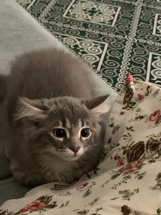 Отдам котенка в хорошее руки