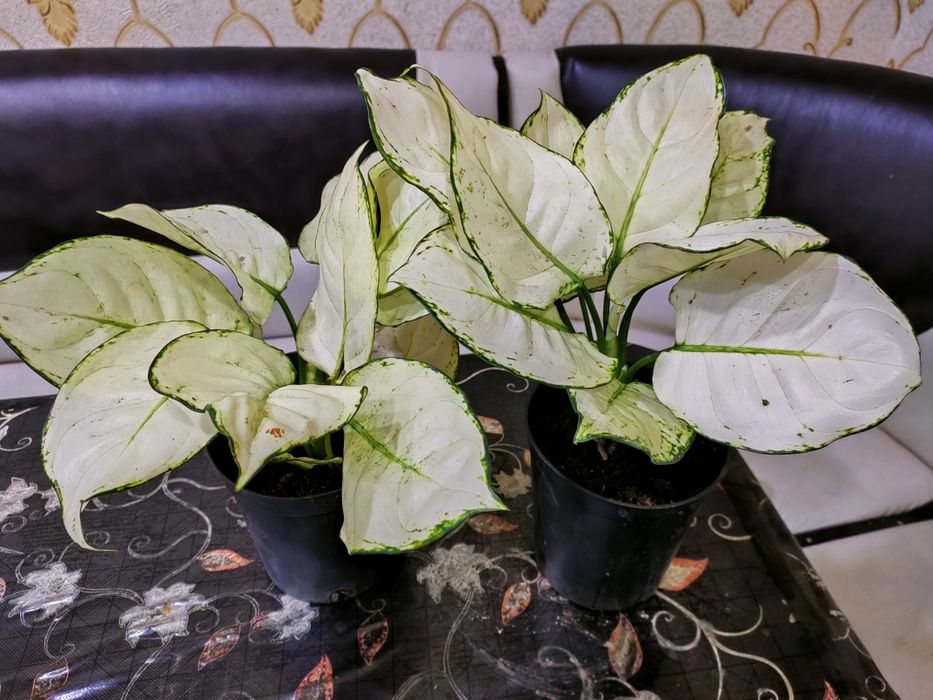 Растения / есть доставка