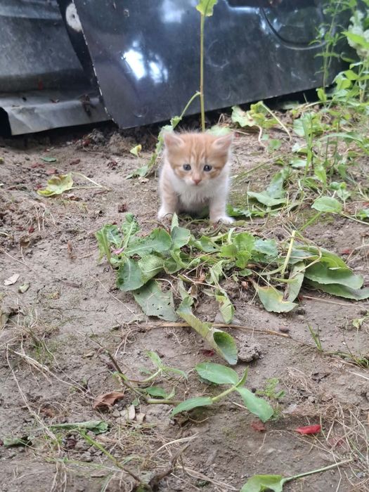 Три малки котенца
