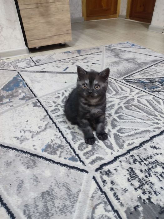 Шотландские кошки