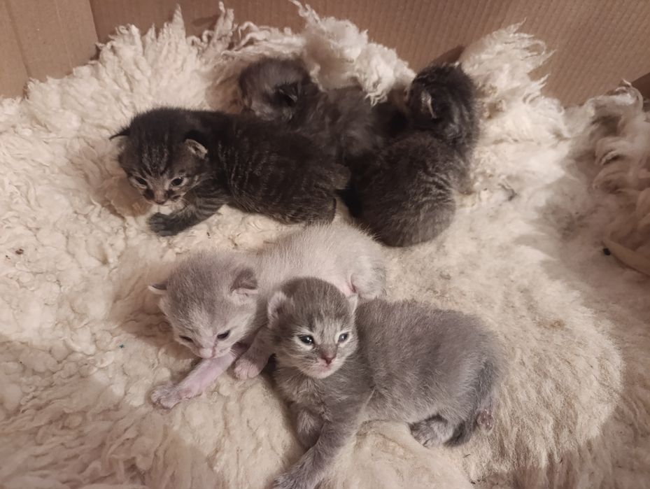 Открывается бронь на котят