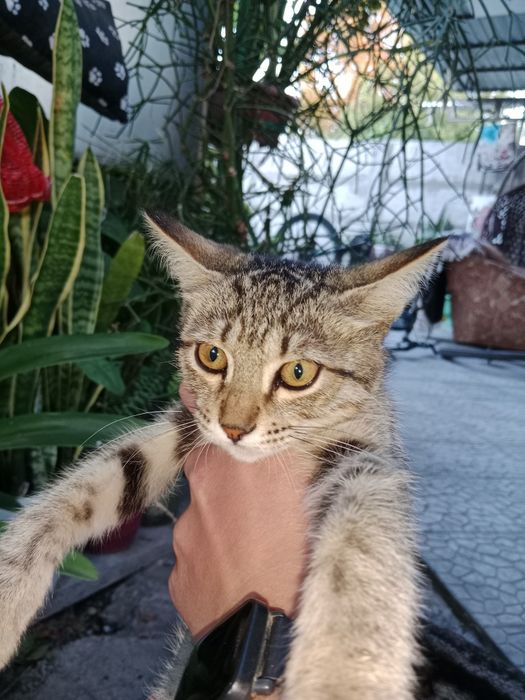 Отдам котят даром, очень игривые