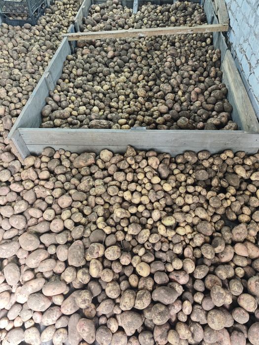 Продам дачный картофель