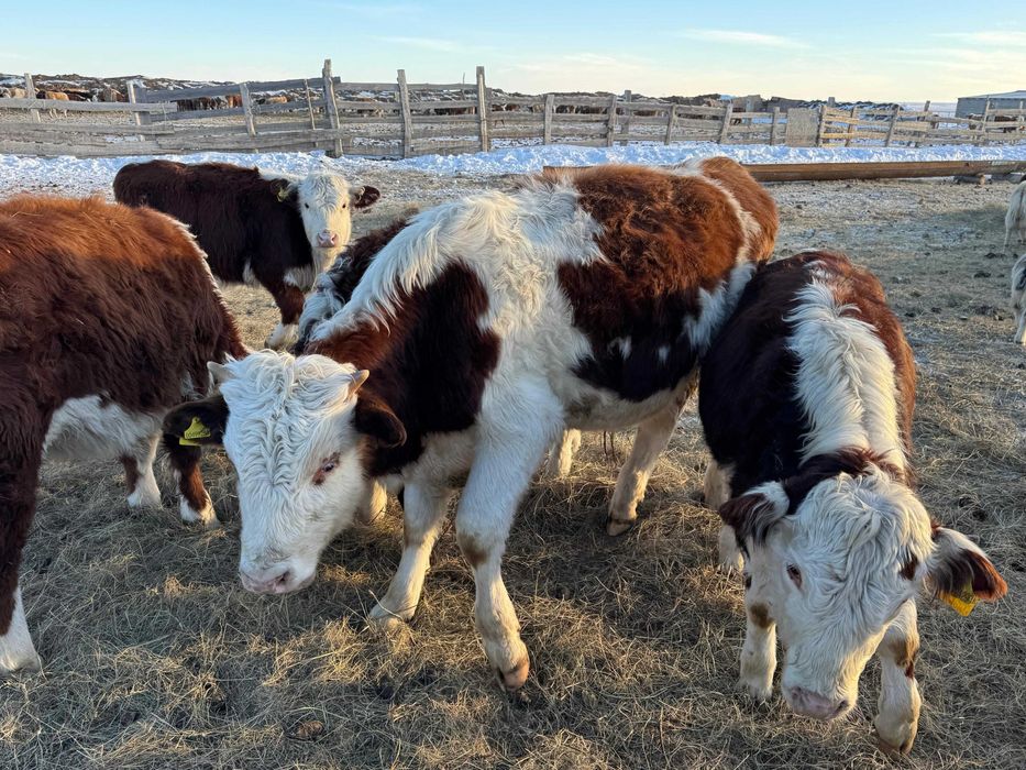 Продаются бычки-производители пароды симментал