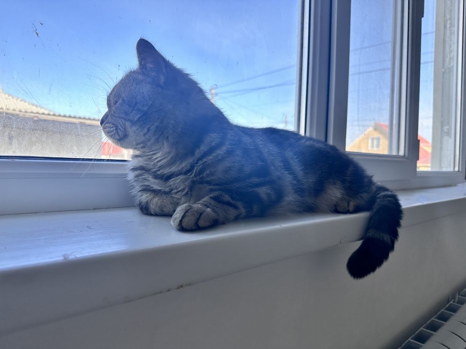 Прямоухий шотландский ВЯЗКА!