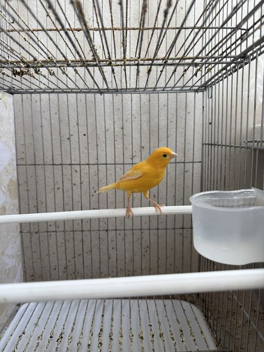 Канарейка поюшый молодой самец 10-месяцов