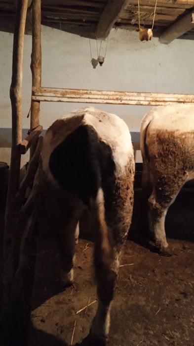 Новвослар сотилади