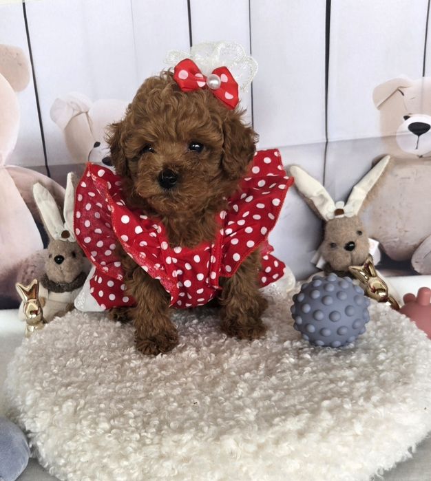 Пудел той /Poodle toy с родословие