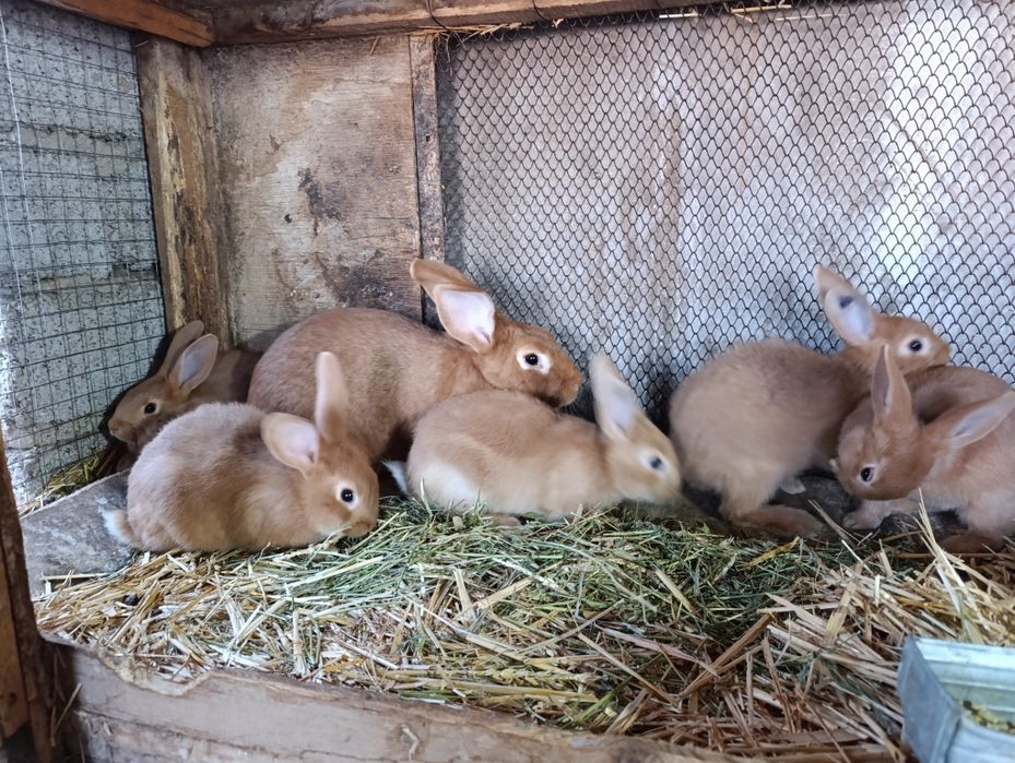 Burgun quyon bolalari sotiladi