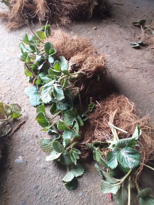 Vand stoloni de capsuni  soiul magici