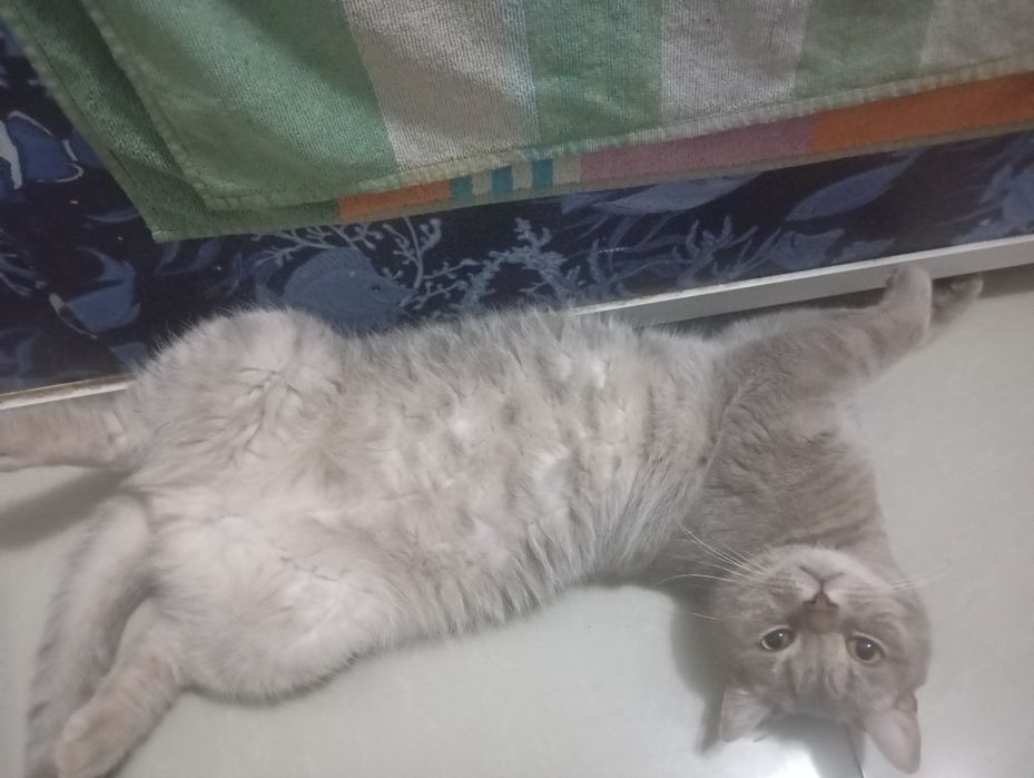 Отдам кота в хорошие руки