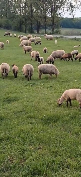 Oi de vânzare rasa sufolk