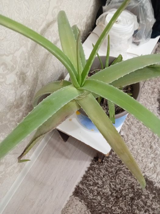 Срочно продам алоэ вера