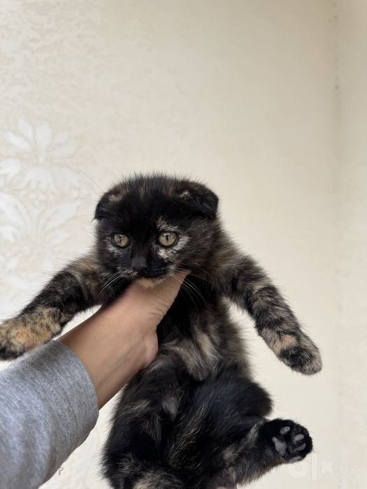 Mushuk bolasi scottish fold