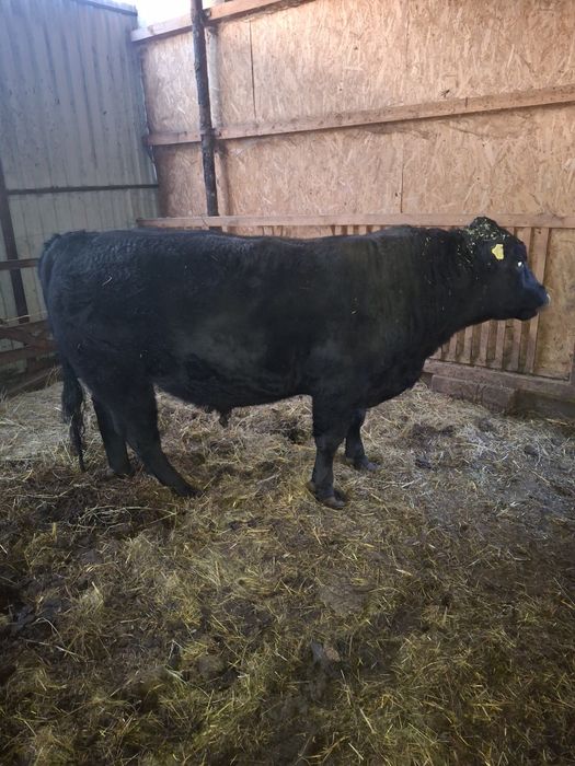 Vând taur pentru reproductie