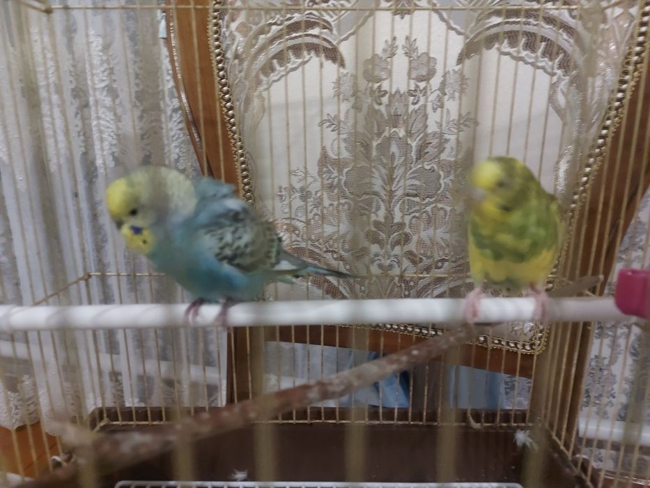 Волнистый попугай пара