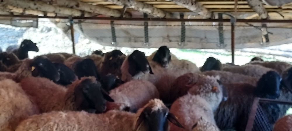 De vânzare carabasă sarbească, șapte oi cu miei ,trei berbeci!