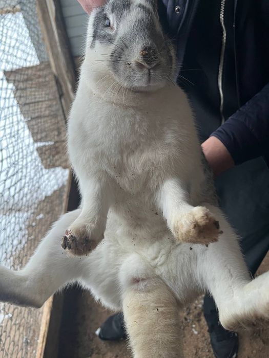 Кролики Голландские оптом