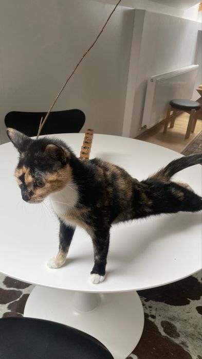 Ofer pisica iubitoare spre adoptie