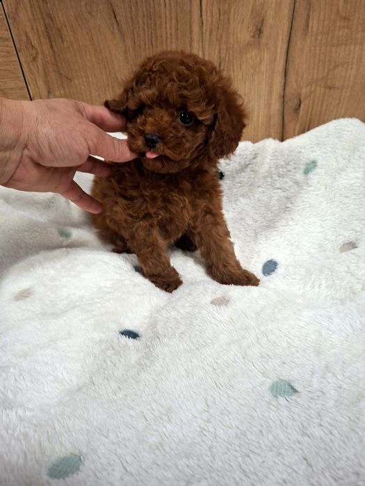 Пудел  Той  Момченце  с Родословие