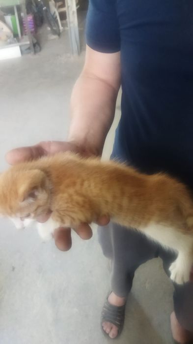 Котята бесплатно Тараз