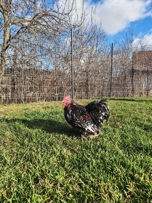 Vand cocos cochinchina pitic