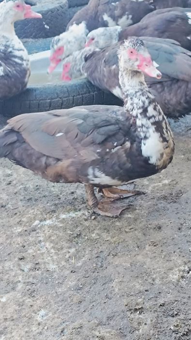 Селезень индоутки на племя