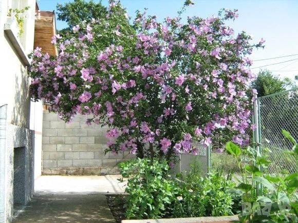 Хибискус Кичест 4 налични цвята