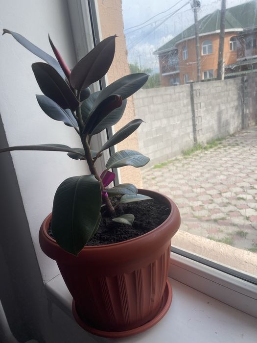 Комнатные растения
