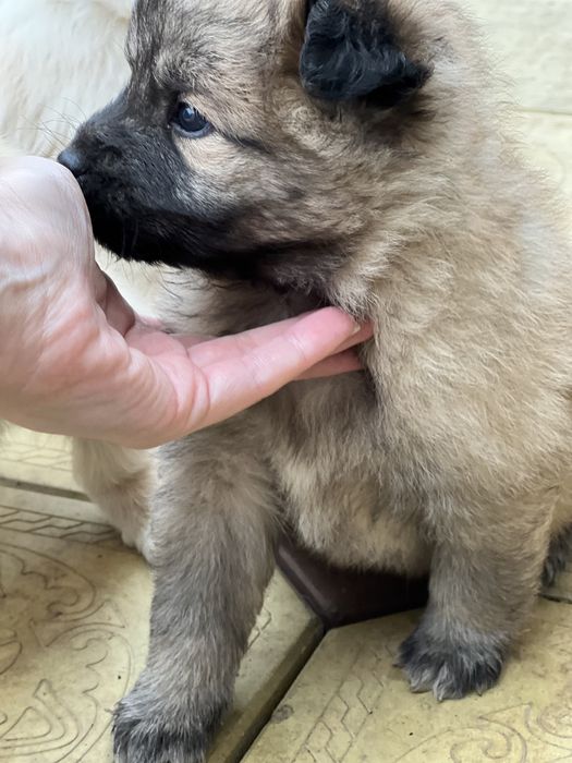 Щенки домашние красивые