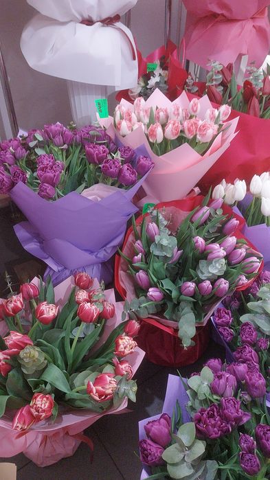 Продам тюльпан  луковица