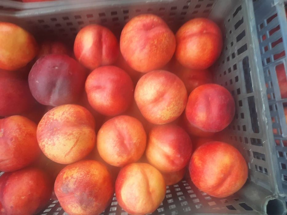 Урик олма гилос шофтоли нок барча турдаги мевали кучатлар бор