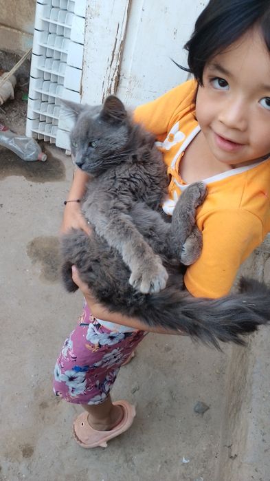 Mushuk  sotiladi rangi kulrang tusga ega bu