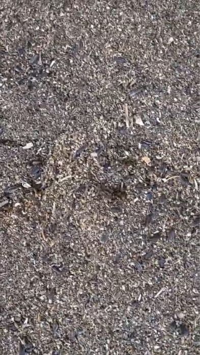 Зерноотход подсолнуха россыпью для откорма