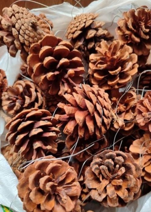 Шишки сосновые для декора