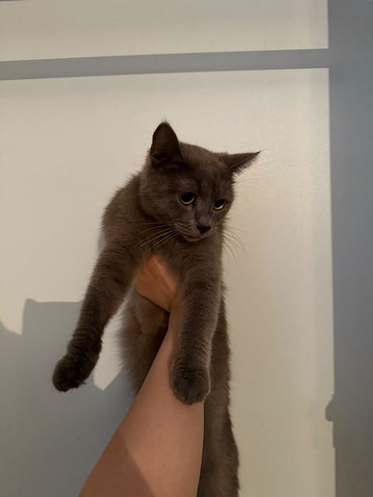 Отдам кошку с котенком