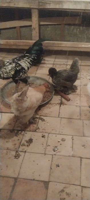 Брамма япан тухумлари сотилади