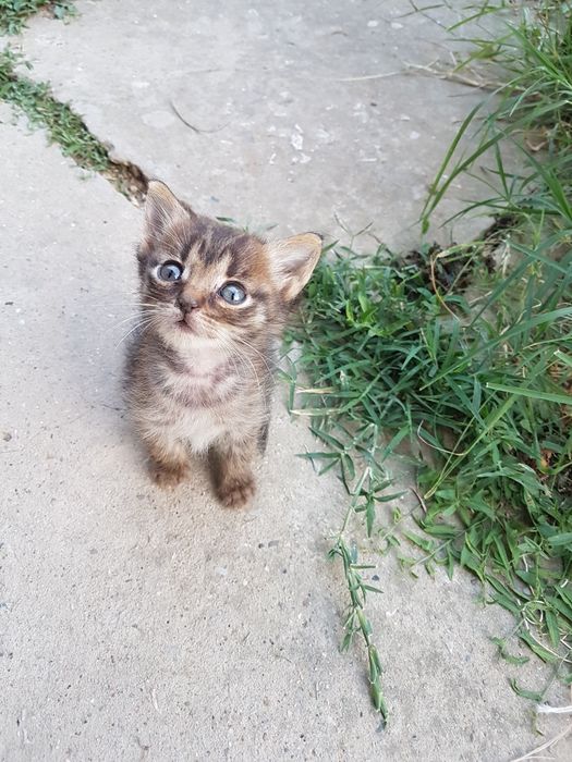 Подарявам малки котета