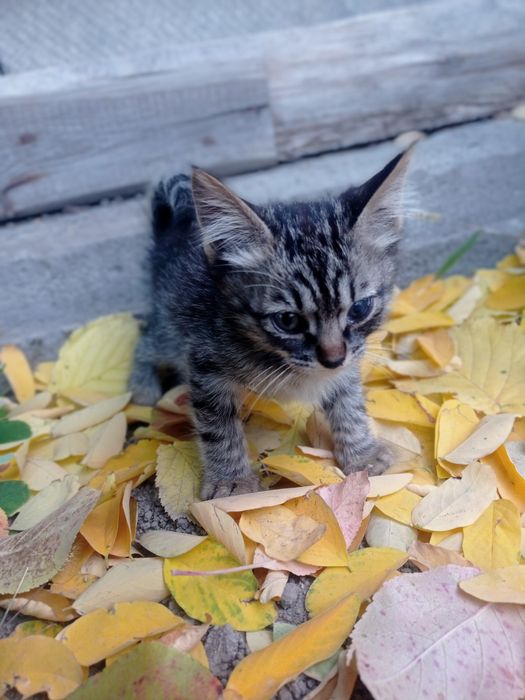 Отдам котят в ответственные руки