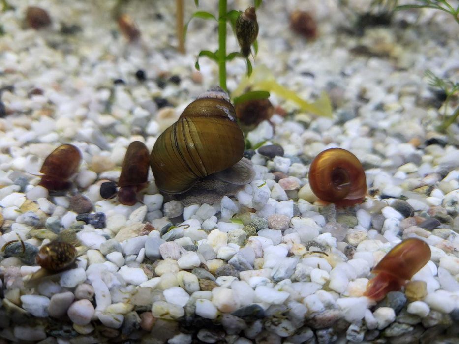 MELCI/ PLANTE - Pomaceea, Red Ramshorn, Physella Acuta, Orange Spotted