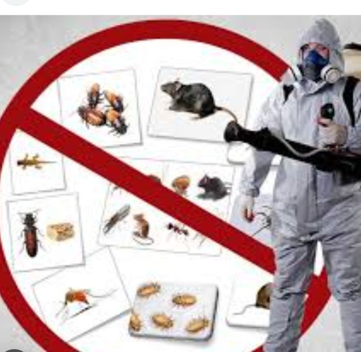 DERATIZARE - Dezinsectie