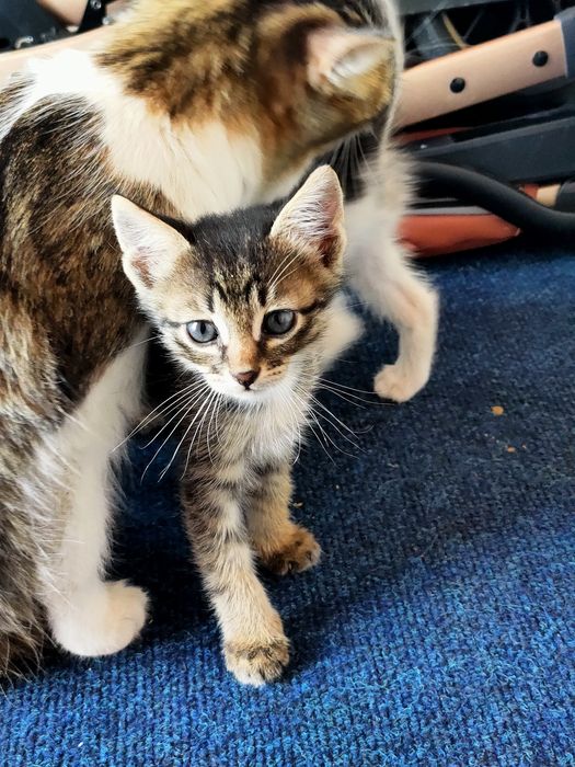 Отдаем котят в добрые руки