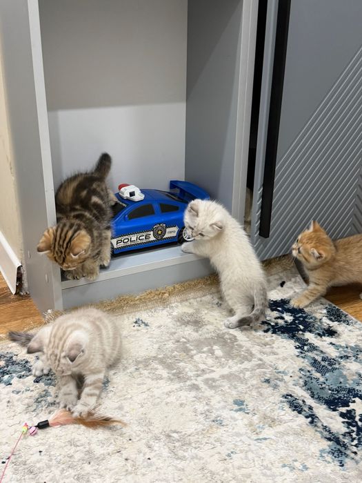 Кошки и котята .