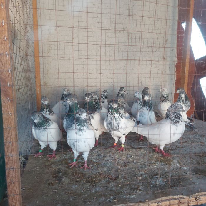 Пакистанцы лет с игрой  лет 4.5.6.7 час