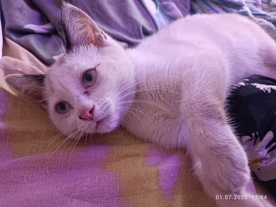 Кошечка ищет новый дом