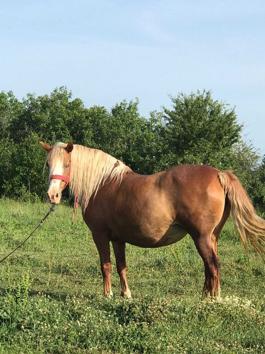 Iapa de vânzare-6 ani